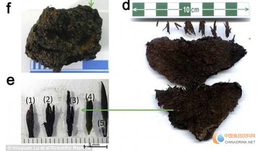 右图为发现的茶叶，左下图为茶芽，这是目前全世界发现最早的茶叶。